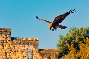 Flying black kite (Milvus migrans) 