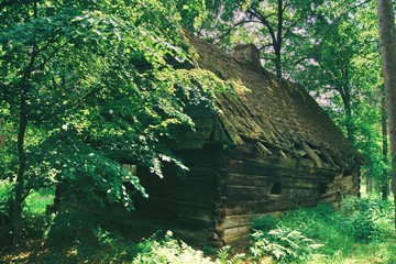 old cottage in the shade on the sidelines in a dense green forest on a sunny day, a wooden house...