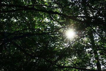 Fototapeta na wymiar le soleil dans les arbres en automne