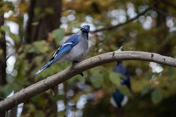 blue jay bird