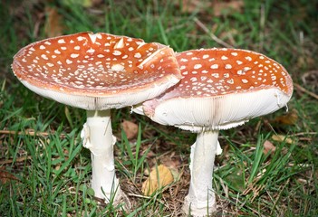 red fly agaric mushroom