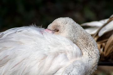 flamingo