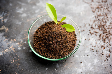 Black Tea Powder or dry dust with or without green leaf and served hot chai in a cup