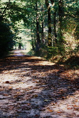 chemin en forêt, en automne