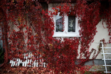 dzikie wino © Katarzyna