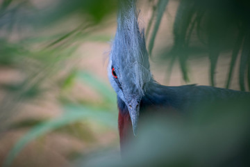 Look of the Wild Pigeon (Scheepmaker crowned pigeon)