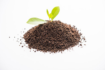 Black Tea Powder or dry dust with or without green leaf and served hot chai in a cup