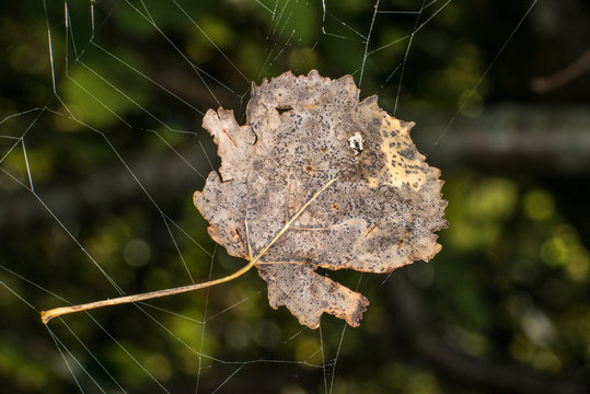 Les Mains S'empilent Les Feuilles Mortes Dans Un Grand Sac Gros Plan Image  stock - Image du pratique, élément: 202238677