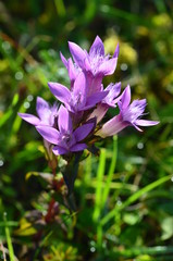 Herbstenzian, gesch&uuml;tzt