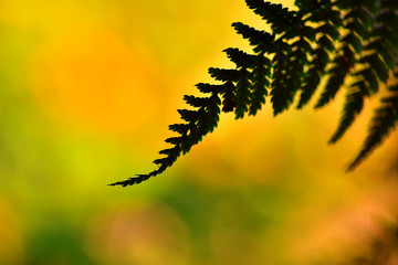 Farn im Wald in der Abendsonne, Nahaufnahme