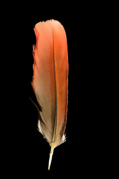 Fototapeta Colorful orange parrot bird feather on black