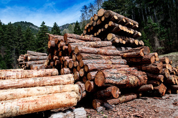 Catasta di legname per segheria