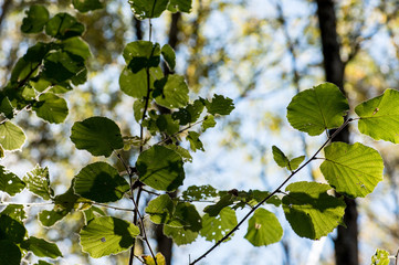 les dernières feuilles vertes avant l'hiver
