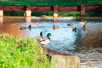 Ducks in the river Slavyanka in Pavlovsk Park.