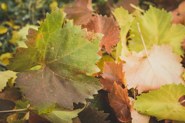 autumn leaves texture