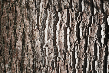 Rinde eines Baumes, Nahaufnahme