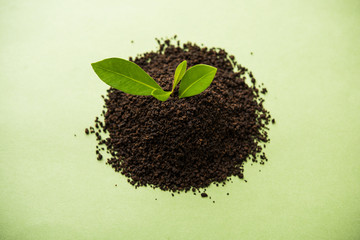 Black Tea Powder or dry dust with or without green leaf and served hot chai in a cup