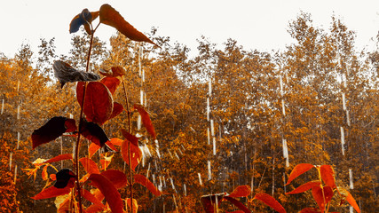 Trickles of strong autumn rain fall on a bush with red leaves, autumn landscape, background
