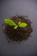Black Tea Powder or dry dust with or without green leaf and served hot chai in a cup