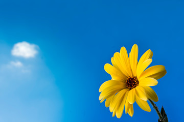 Ringelblume vor blauem Himmel