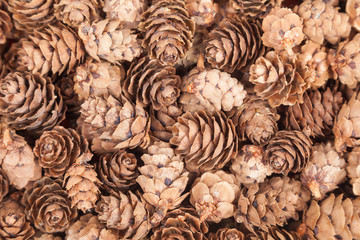 The Pine cone background. Fir cones background
