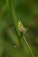kleiner Grashüpfer in der Wiese