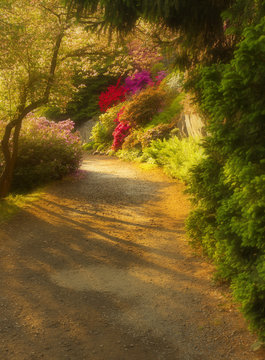 Way with shades in the well-tended garden with color flowers, version with a soft filter