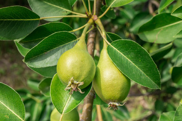 Green pears on the branch