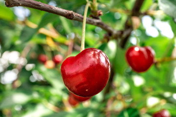 Bio cherry closeup