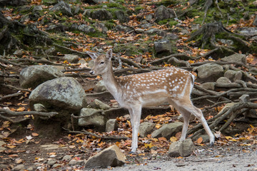 spotted deer forest