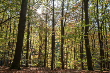 Stimmungsvolles Licht im Herbstwald
