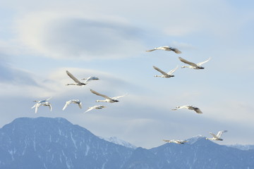 Obraz premium Łabędź latający po niebie Azumino