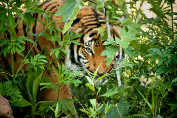 This Malayan Tiger peers through the branches as it stalks another tiger in a local zoo exhibit. The attention to detail in keeping this exhibit 'wild' and accessible made for this great image. - 229215476