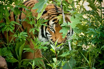 Gartenposter Dieser malaiische Tiger späht durch die Zweige, während er in einer örtlichen Zooausstellung einen anderen Tiger anpirscht. Die Liebe zum Detail, um diese Ausstellung „wild“ und zugänglich zu halten, hat zu diesem großartigen Bild beigetragen. © ricardoreitmeyer