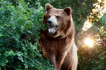 This Grizzly or Brown Bear views down the trail in this local zoo exhibit and the sunset in the background.