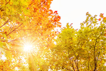 Beautiful autumn landscape. The sun shines through the leaves of yellow maple