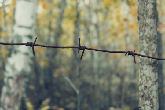 Old rusty barbed wire in the forest close up