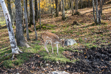 deer autumn forest