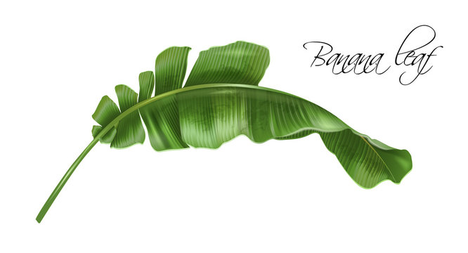 Vector realistic illustration of tropical banana leaf isolated on white background. Exotic botanical design element for cosmetics, spa, perfume, fashion. Can be used as hawaiian style design element