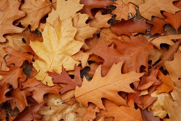 Autumn leaves background