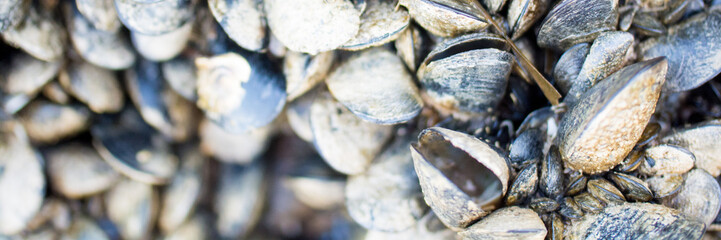 Muscheln in der Adria - Muschelriff © Kunstzeug