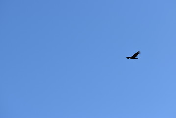 Pájaro volando en el cielo azul