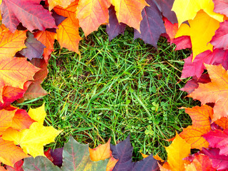 Frame of colorful maple leaves on the green grass. Autumn background