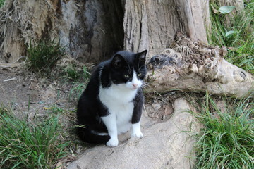 fat cat in garden