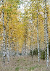 Fototapeta premium Autumn birch forest landscape