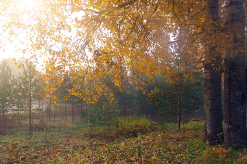 Obraz premium Fog in the autumn forest at sunrise, autumn background