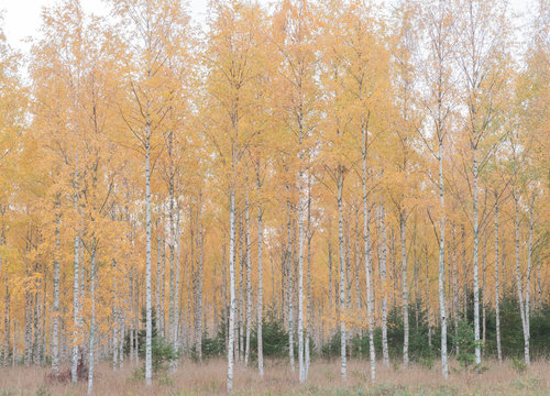 Fototapeta Autumn birch forest landscape