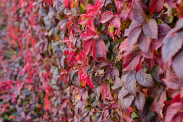 Bright red leaves of wild grapes. Bright paints of fall