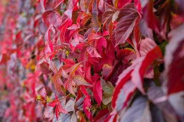 Bright red leaves of wild grapes. Bright paints of fall