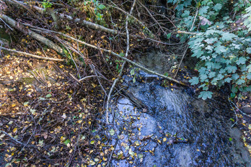 Branches, Leaves And Stream